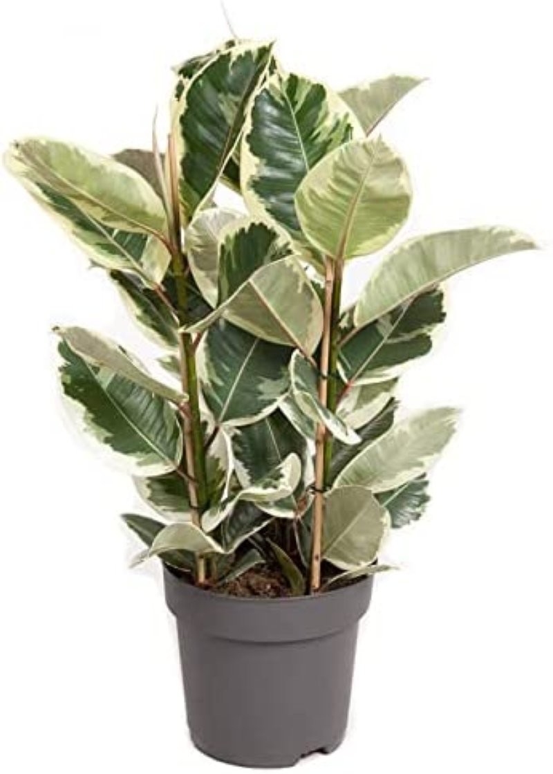 FICUS TINEKE  M20- 90cm. 3 Pl.