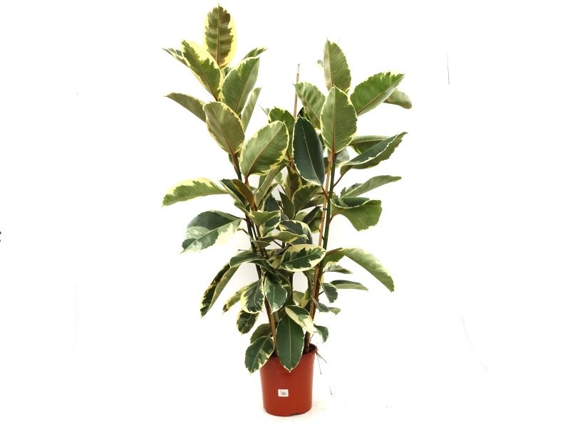 FICUS TINEKE  M25-150cm 3 cañas