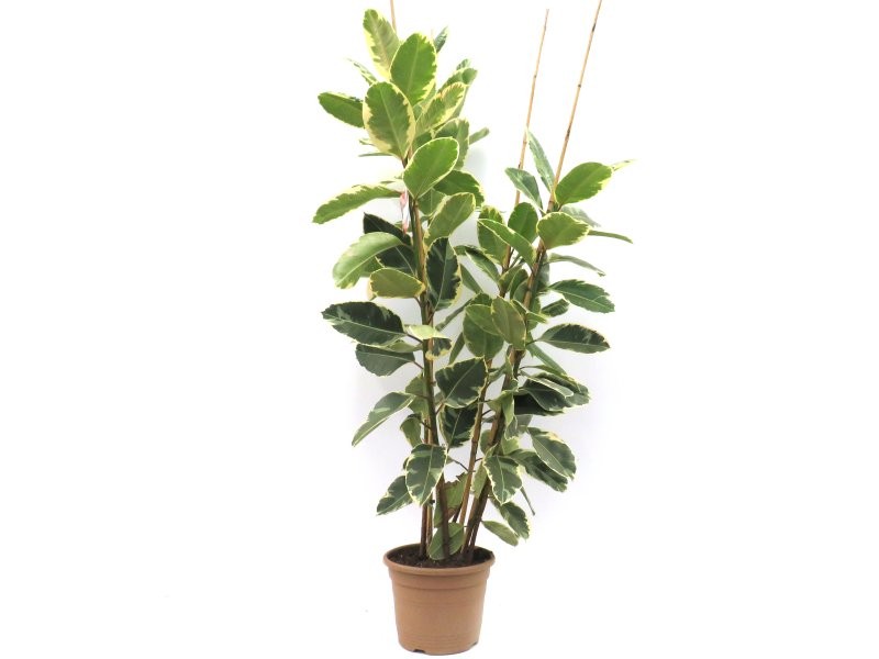 FICUS TINEKE  M50-210cm 4 cañas