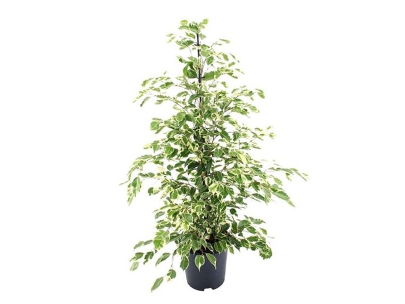 FICUS TWILIGHT  M21-120cm.