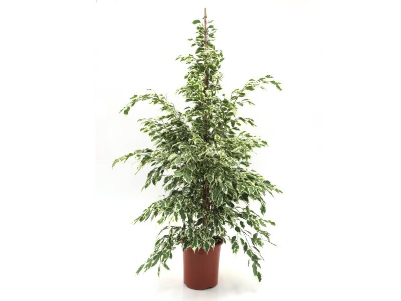FICUS TWILIGHT  M22-150cm.