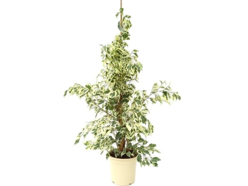 FICUS TWILIGHT  M17- 90cm.