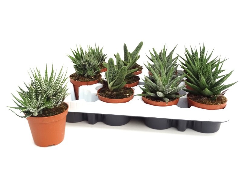 HAWORTIA  M 9 (preu unitat)