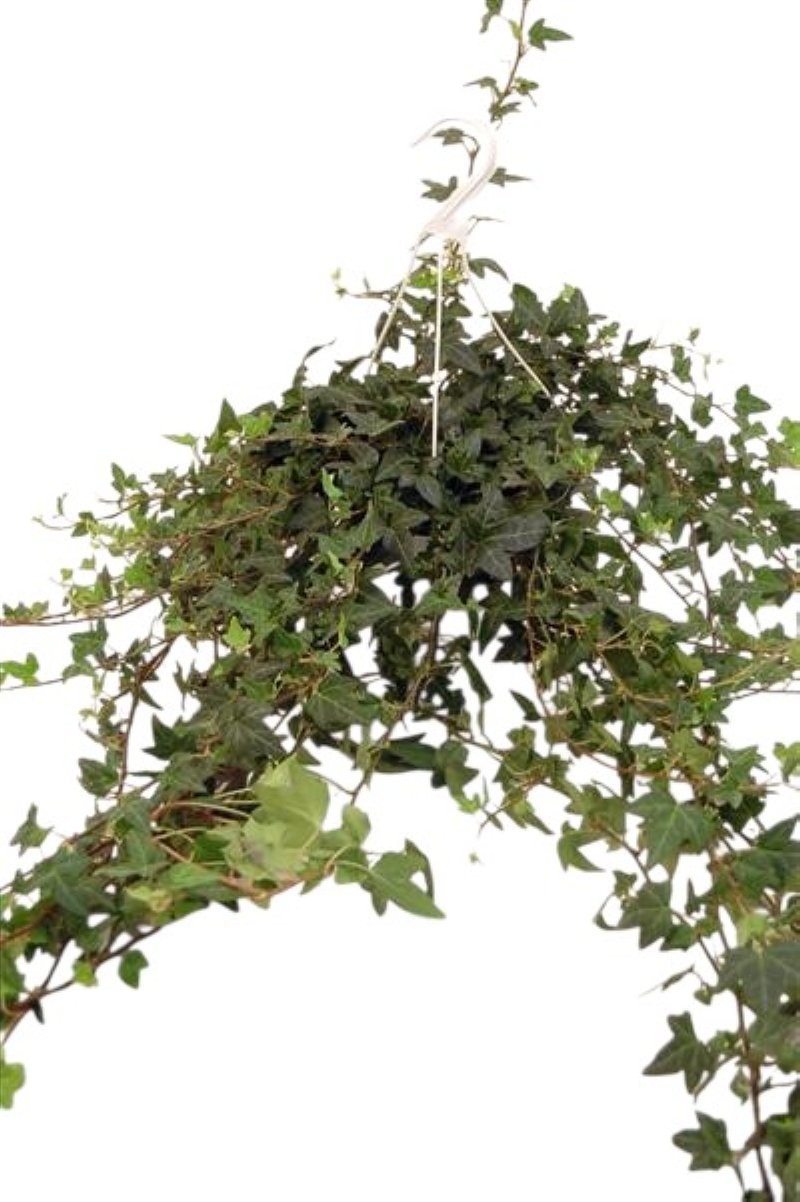 HEDERA  PENJAR M15-100cm.