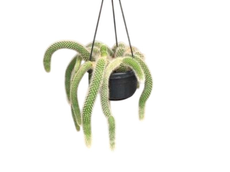 HILDEWINTERA COLADEMONIS M14 cactus cola de mono