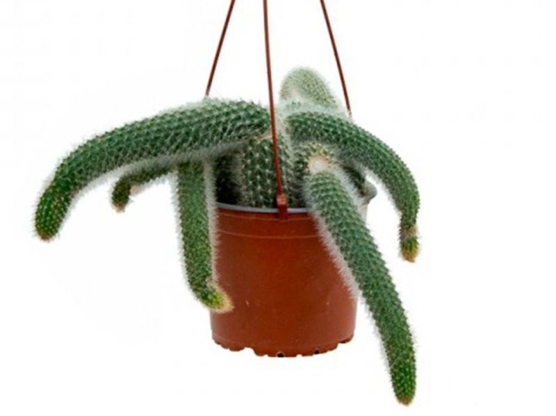 HILDEWINTERA COLADEMONIS M13 cactus cola de mono