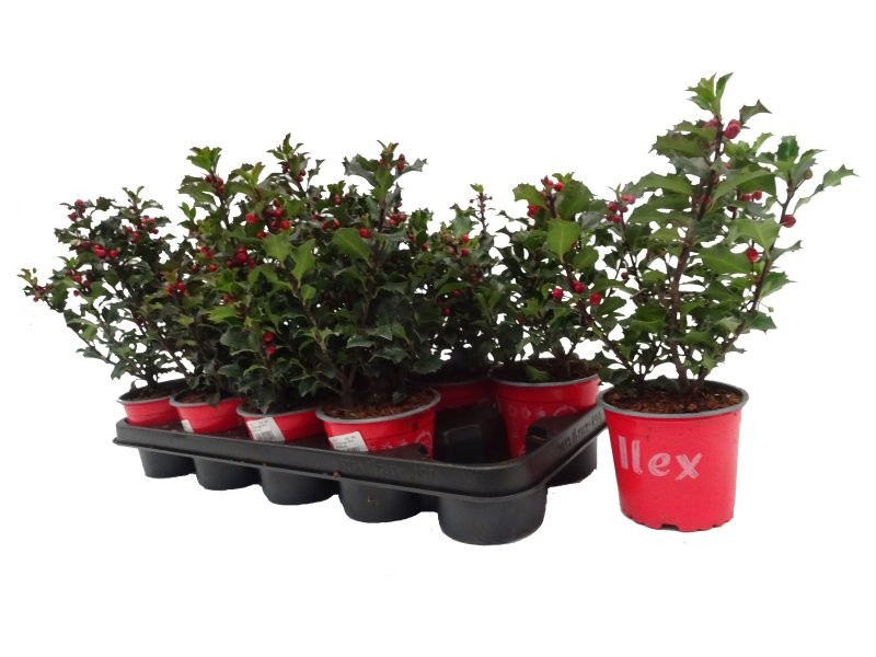 ILEX Blue Angel BAYA NATURAL M12