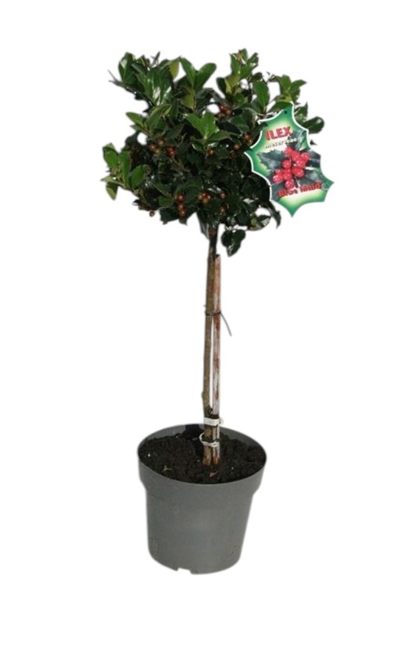 ILEX COPA  M19- 80cm. con bayas