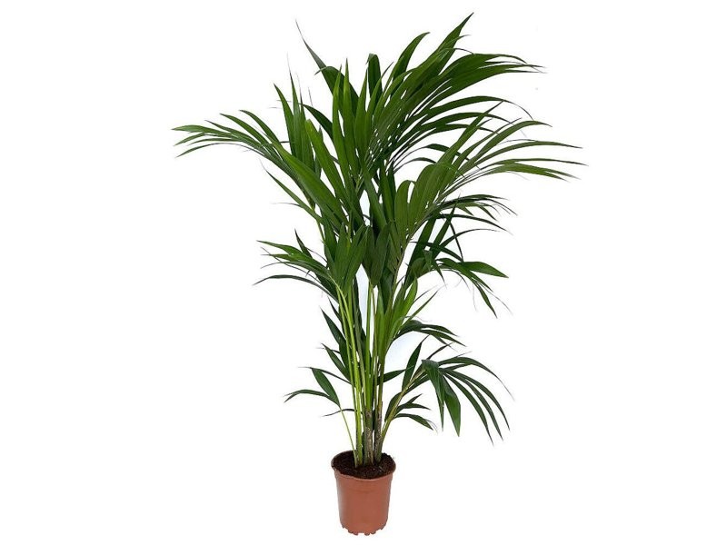 KENTIA  M18-120cm.  Sr