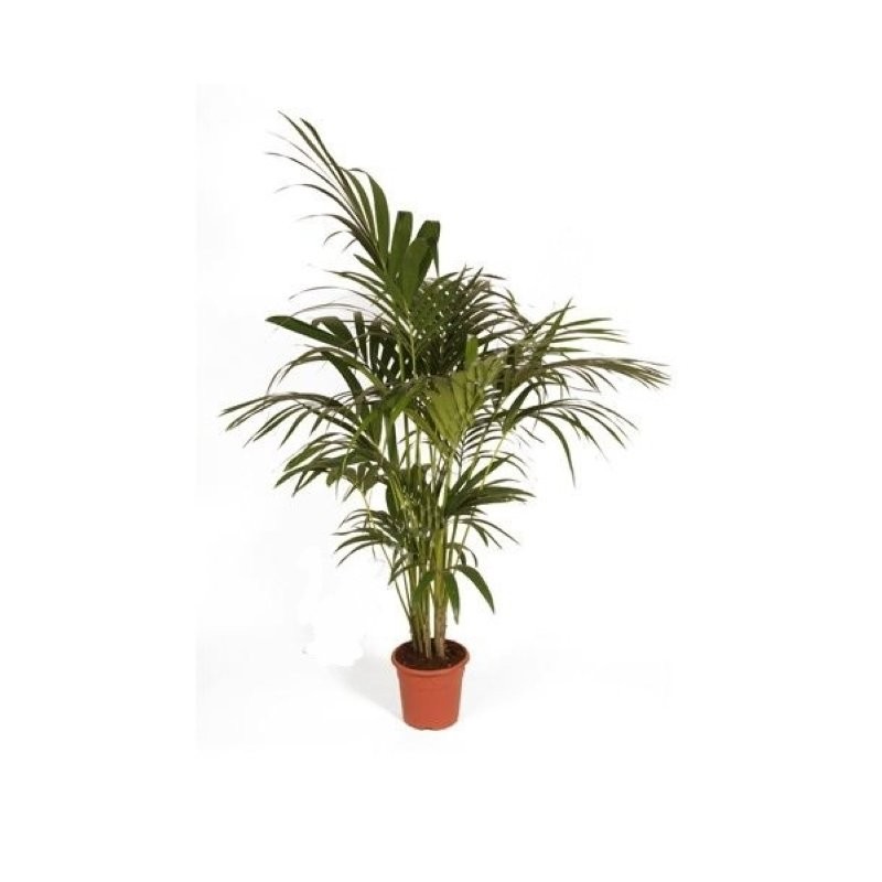 KENTIA  M19-150cm. Sr.