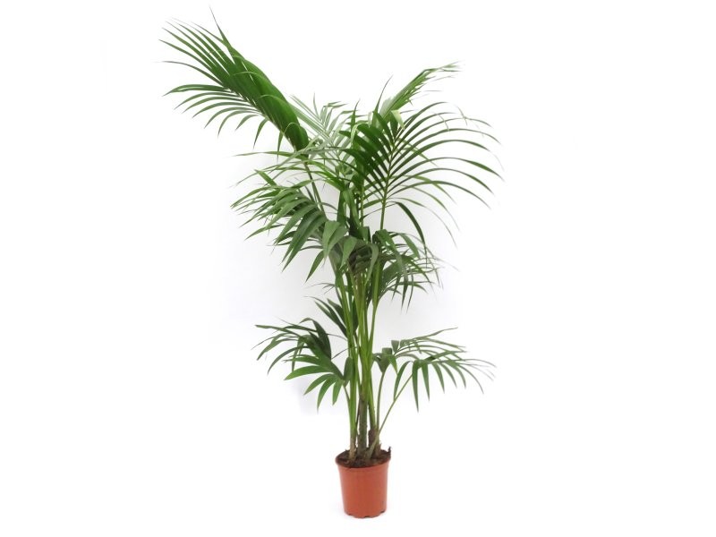 KENTIA  M22-180cm. Sr.