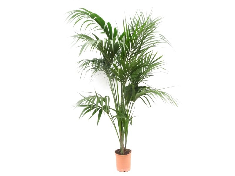 KENTIA  M27-200cm. 7 plantas  Sr.
