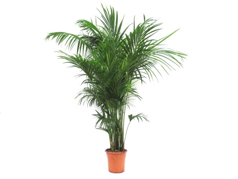 KENTIA  M32-220cm. Ca.