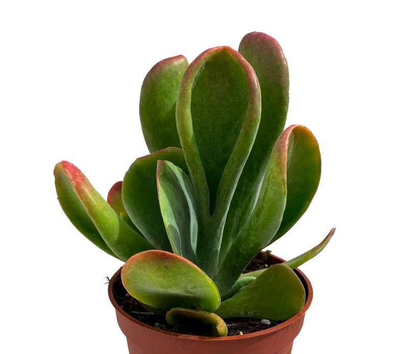 KALANCHOE ORICULA M13