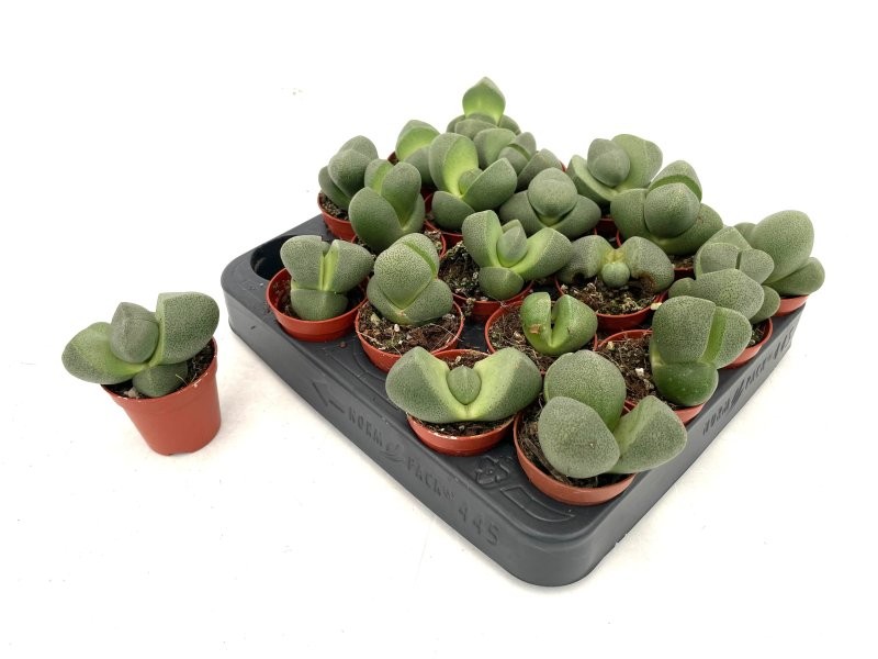 LITHOPS  M 5