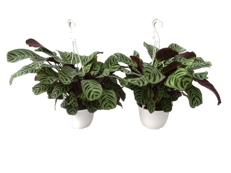 MARANTA AMABILIS PENJAR M18