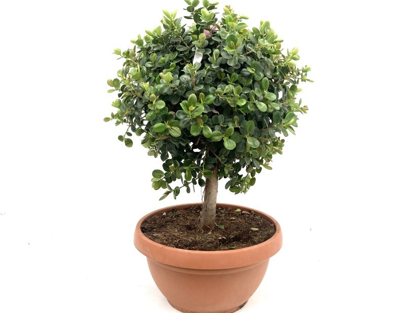 FICUS PANDA T55 TARRINA - COPA