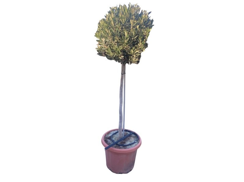 OLEA EUROPAEA 25L - COPA