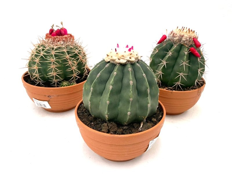 MELOCACTUS M-17