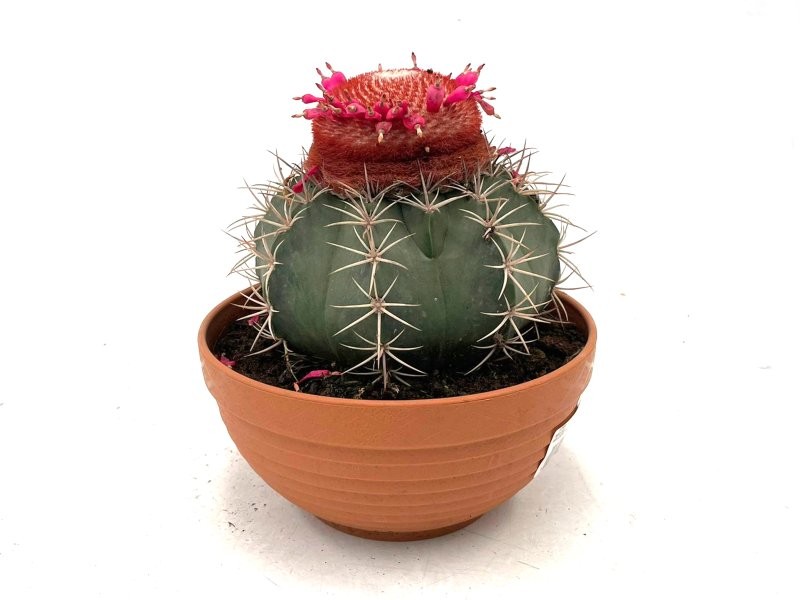 MELOCACTUS M-20