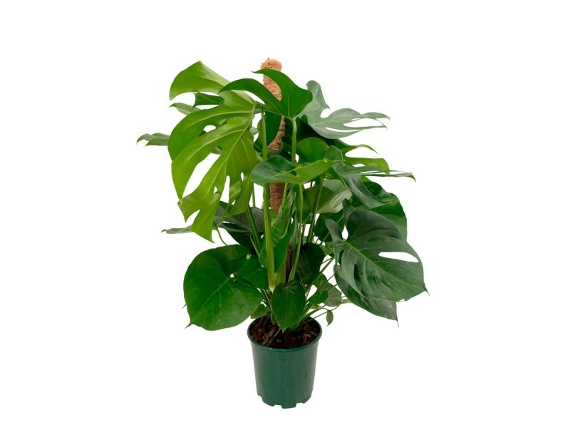 MONSTERA DELICIOSA  M19-100cm. TUTOR
