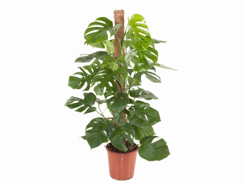 MONSTERA DELICIOSA TUTOR M24-120cm.