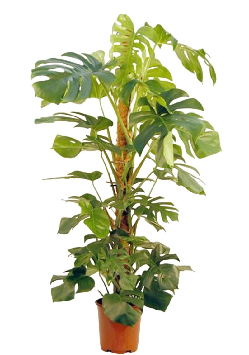 MONSTERA DELICIOSA  M30-150cm. TUTOR