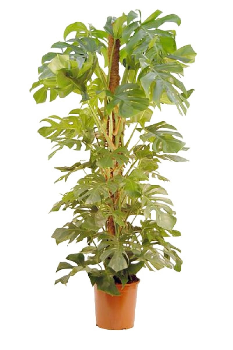 MONSTERA DELICIOSA  M35-180cm.