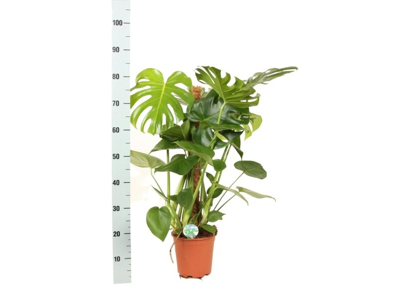 MONSTERA DELICIOSA  M20- 80cm. TUTOR