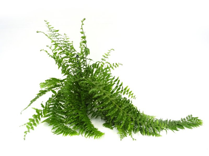 NEPHROLEPIS  M15 MACHO PENJAR