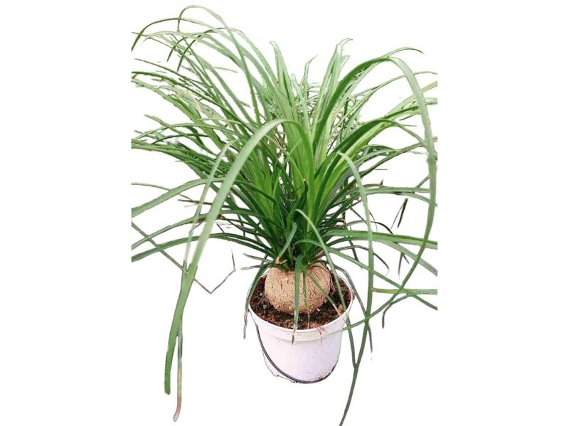 NOLINA  M17 bulbo gran