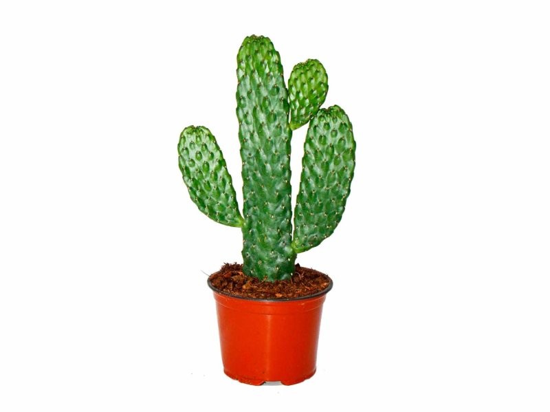 CACTUS OPUNTIA  M 9 Consolea