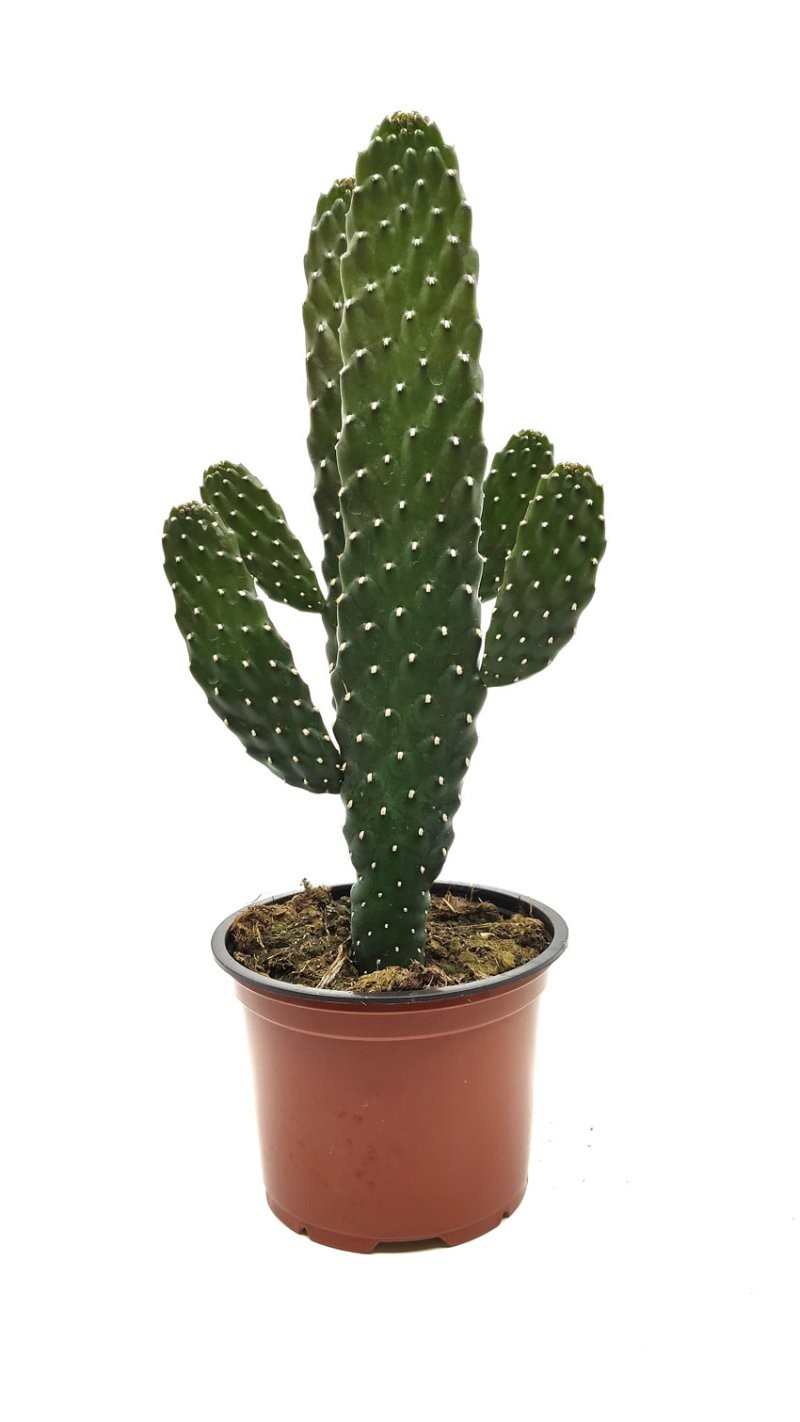 OPUNTIA M13 H35 Consolea