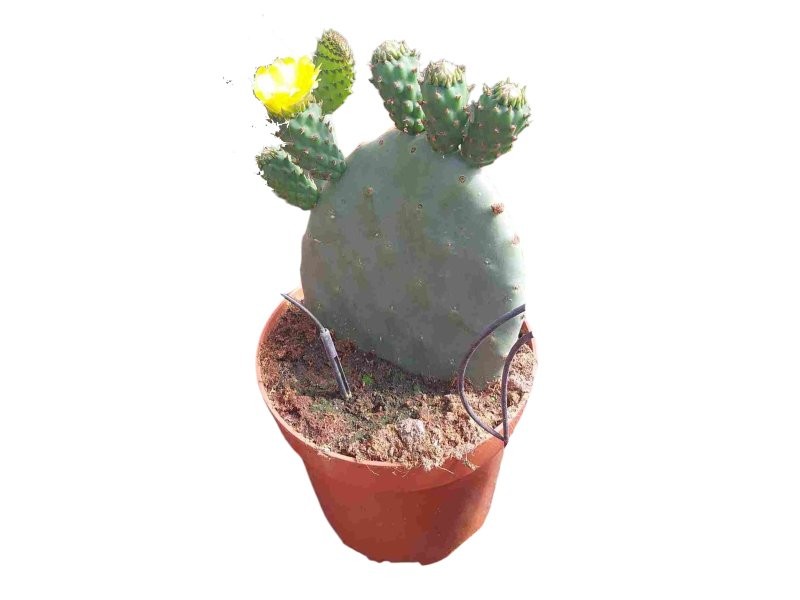 OPUNTIA  M22