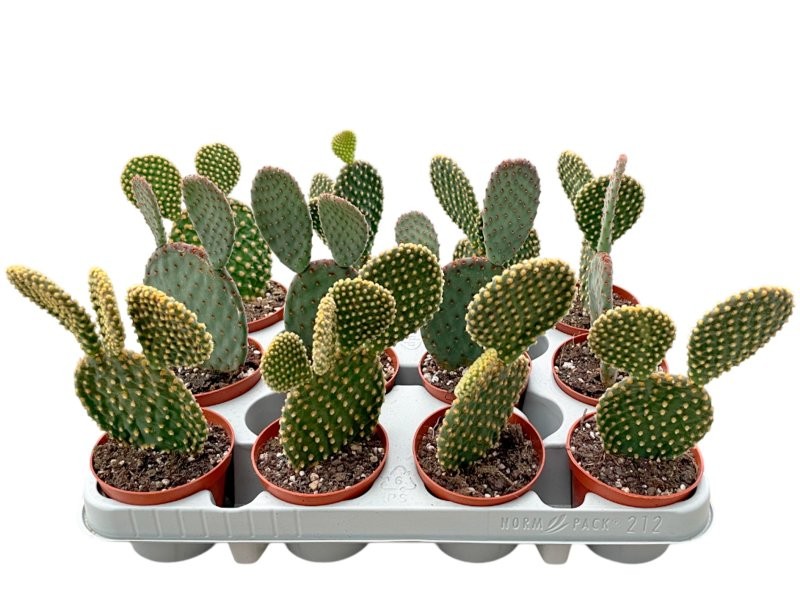 OPUNTIA MIX  M 8.5 (preu unitat)