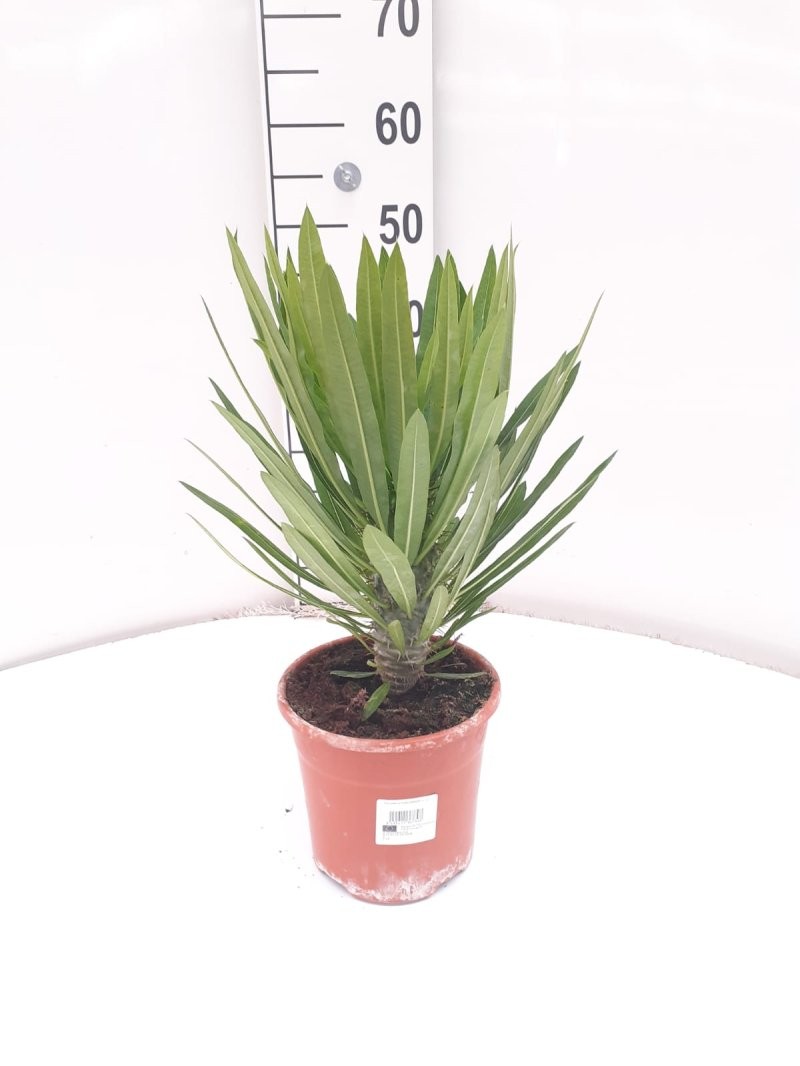 PACHYPODIUM LAMEREI M17