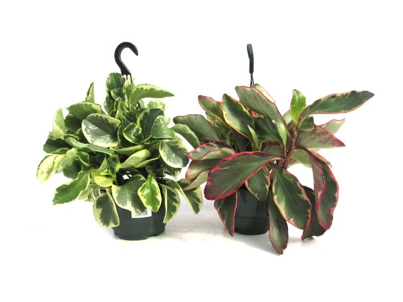PEPEROMIA PENJAR  M15