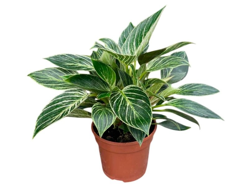 PHILODENDRON  M15 COGOKING