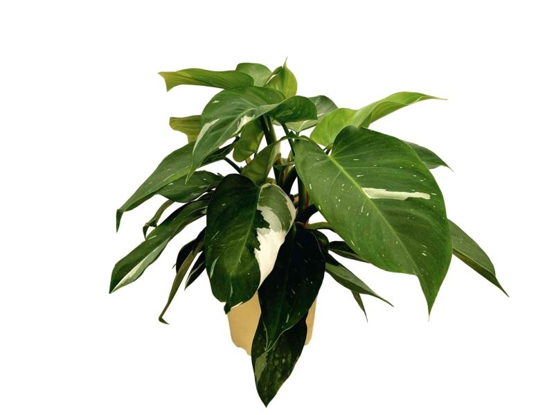 PHILODENDRON  M17 WHITE PRINCESS