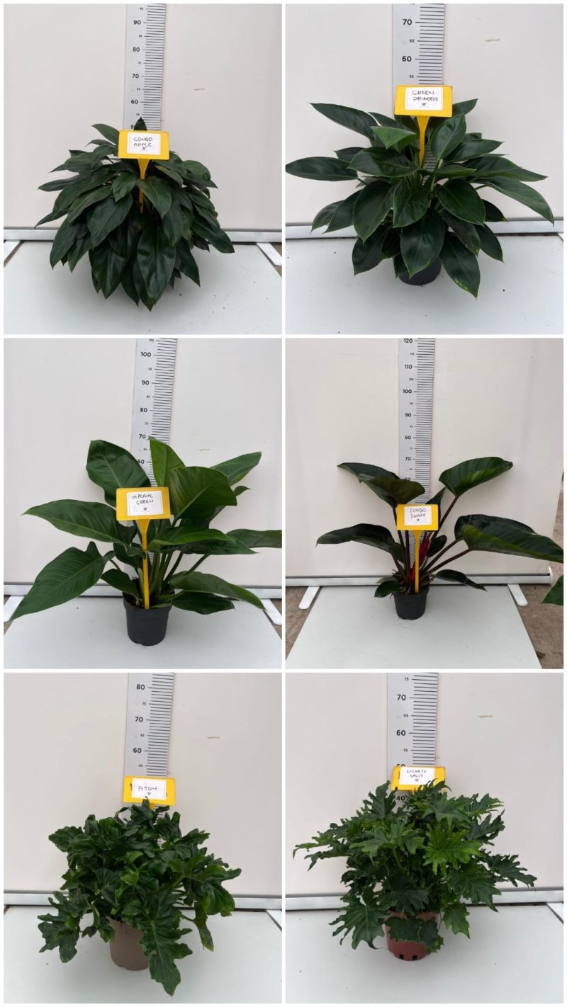 PHILODENDRON  M20 MIX