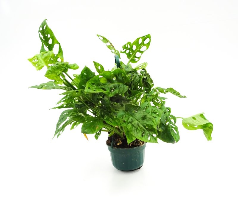 PHILODENDRON ANDERSONI PENJAR M20