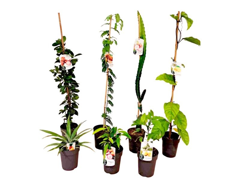 PLANTES TROPICALS MIX M17