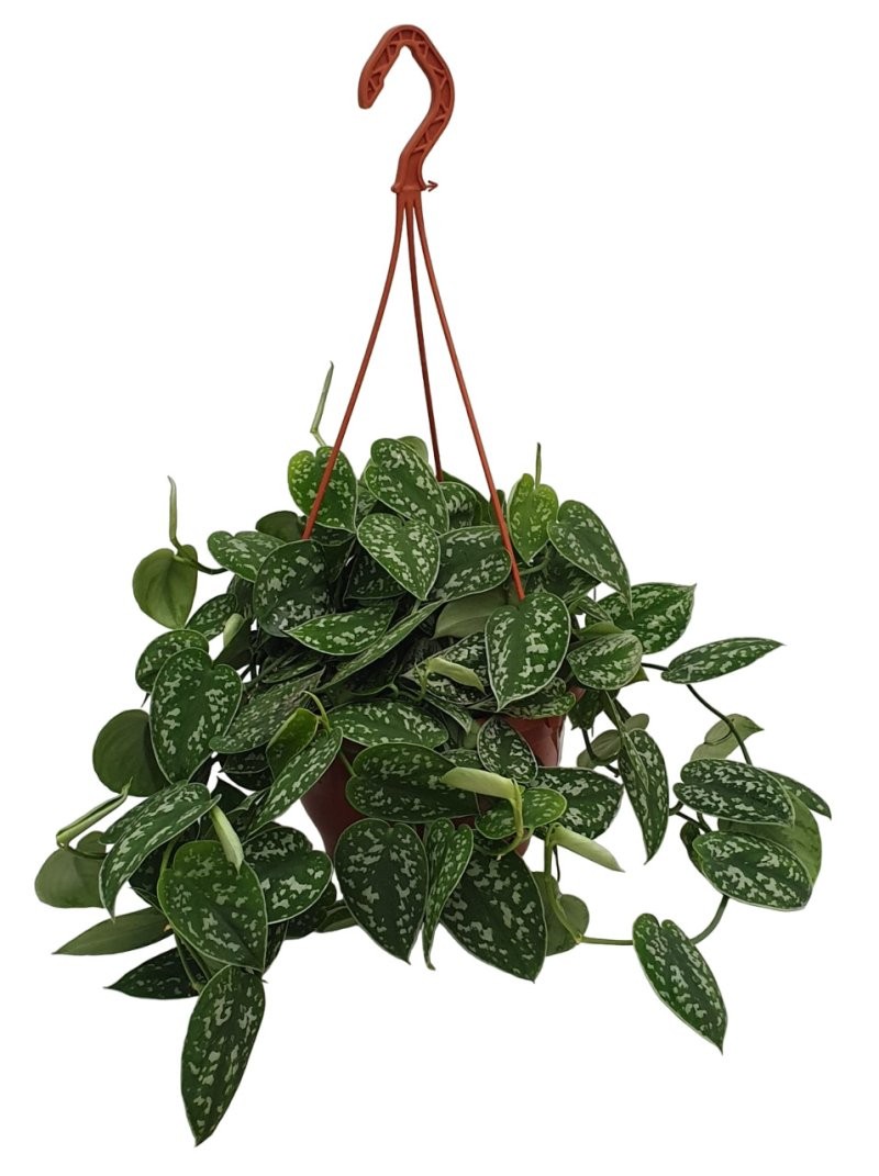 POTHOS  PENJAR  M23 MX