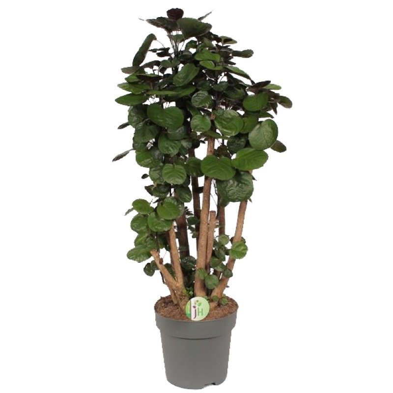 POLYSCIAS FABIAN  M23- 90cm.  RAMIFICAT