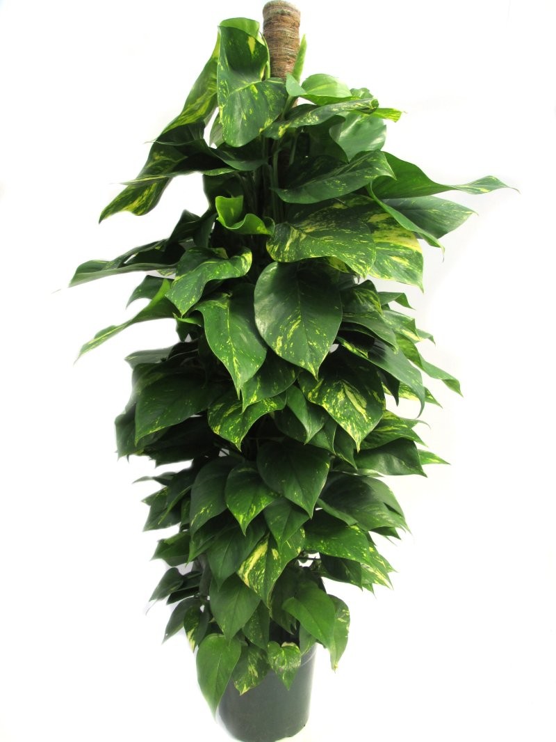 POTHOS  TUTOR M24-150cm. Sr.