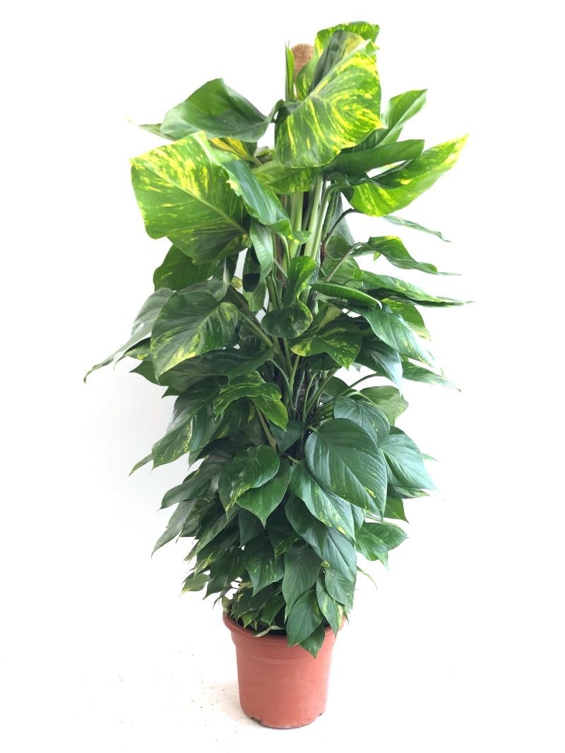 POTHOS  TUTOR M35-180cm. Sr.