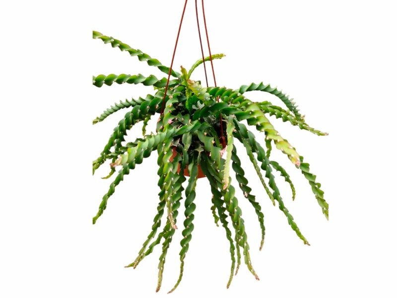 RHIPSALIS CRUCIFORMIS SPIRALIS M15 penjador