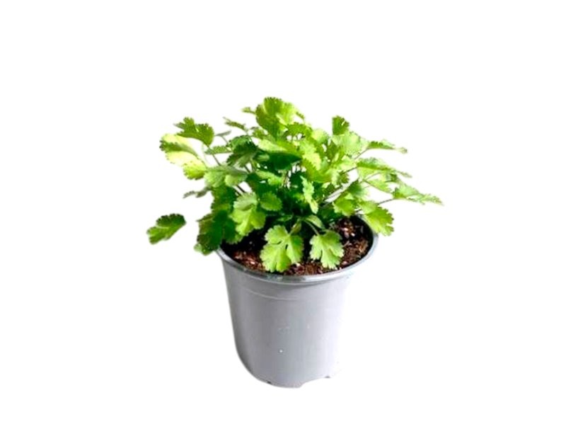 CORIANDRUM SATIVUM M13