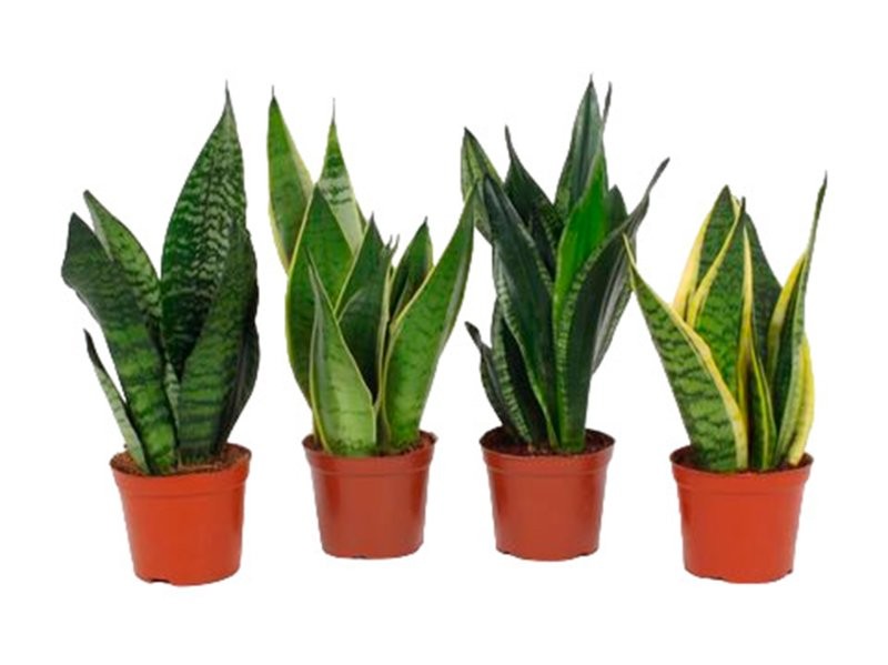 SANSEVIERIA M12- 40cm. MIX