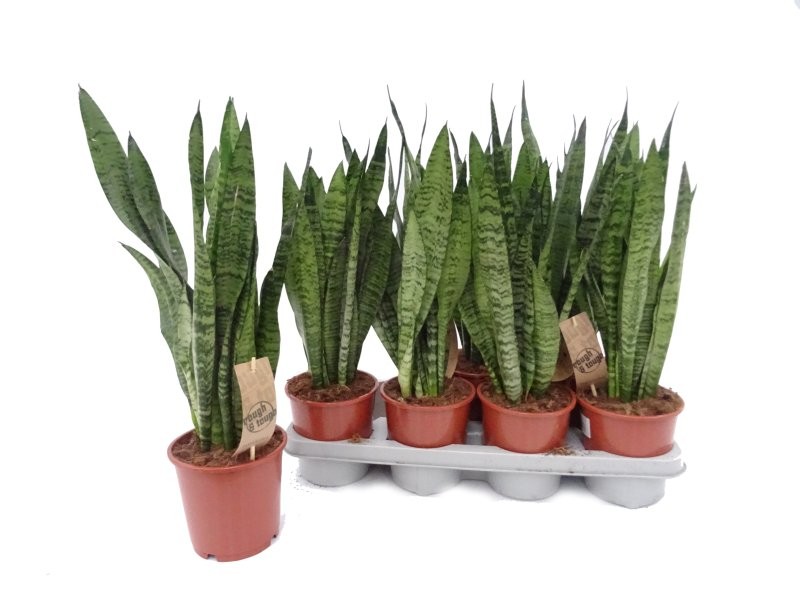 SANSEVIERIA M14- 40cm. ZEYLANICA